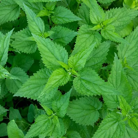 Obedska Bara - Retreat House بيت ضيافة Kupinovo