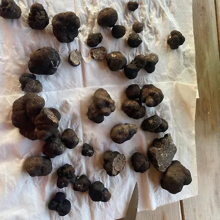 Obedska Bara - Retreat House Kupinovo