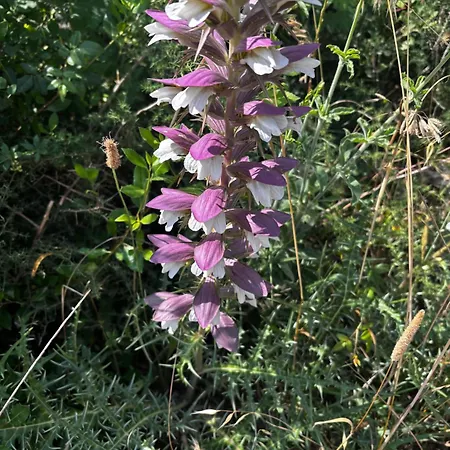 Obedska Bara - Retreat House 4* Kupinovo