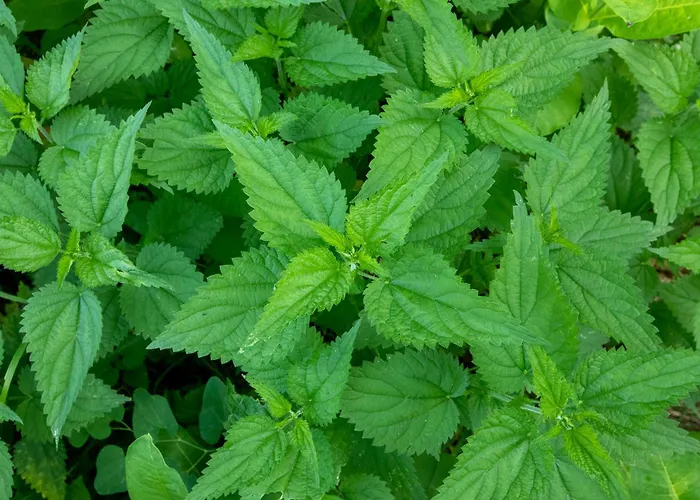 Obedska Bara - Retreat House Gasthuis Kupinovo