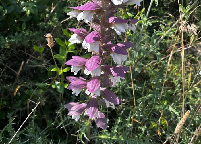 Obedska Bara - Retreat House 4* Kupinovo