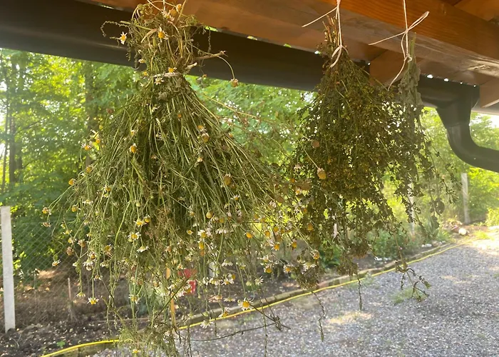 Gasthuis Obedska Bara - Retreat House